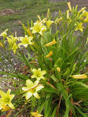 THE JURY'S OUT(late yellow,rebloomer) - Click Image to Close